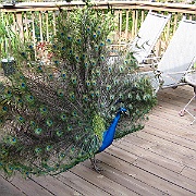 Picture 015
